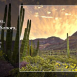 Explore Sinaloa, Chihuahua & Sonora, Mexico — Best Western Sonora Inn Nogales Is Your Starting Point
